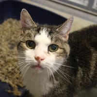 EMO, chat à adopter