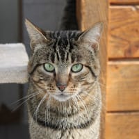 chanvre, chat à adopter