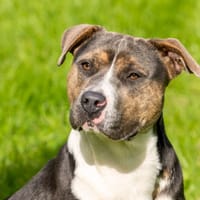 SHAWN OAA19835, chien à adopter