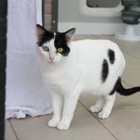 Cocopops, chatte à adopter