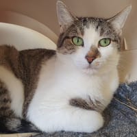 MILLEPATTES CHA E, chatte à adopter