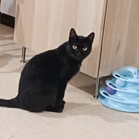 ARIA, chatte à adopter