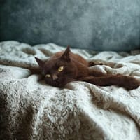 Rocco, chat à adopter