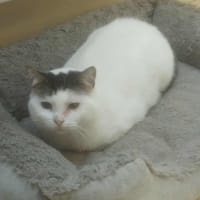 Trudy, chatte à adopter