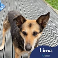 Lima, female dog to adopt