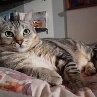 Tinker bell, chatte à adopter