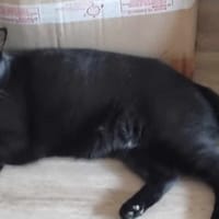 Wasabi, chat à adopter