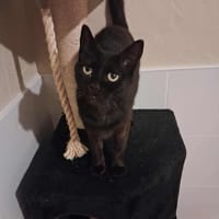 cannelle, chatte à adopter