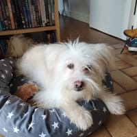 REBA, chienne à adopter