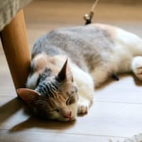 Mira, chatte à adopter