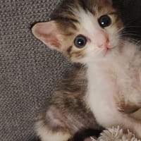 Hope, chatte à adopter