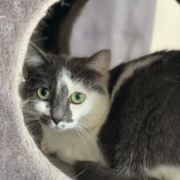 nala, chatte à adopter