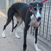 BRUJA, chienne à adopter