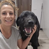 BOLO  (Animalea), chien à adopter