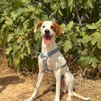PARCHE  (Animalea), chien à adopter