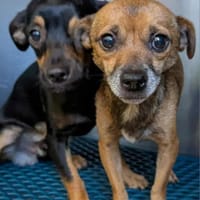 TACO (3ans) ET IGGY (1an) (Adoptables séparément), chien à adopter