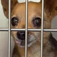 NACHO, chien à adopter