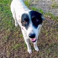 Ebène, femelle croisée berger, née le 01/01/2024🐶, chienne à adopter