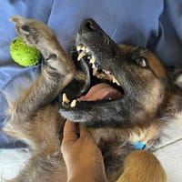 BOBBY, chéri des îles, chien à adopter