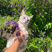 Alicia, chatte à adopter