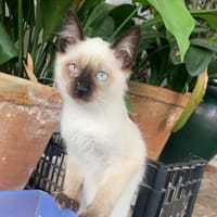 CLARA, chatte à adopter