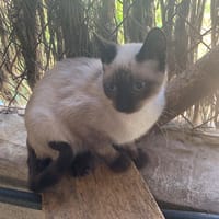 CESAR, chat à adopter