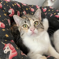 LUNA, chatte à adopter