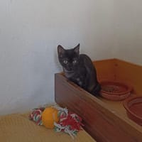 NUR, chat à adopter