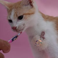Bambi, chatte à adopter