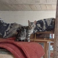 SAHARA, chatte à adopter