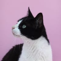 MONICA, chatte à adopter
