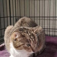 Telimena, kotka do adopcji
