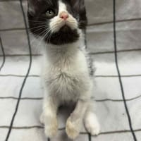 Grace, kotka do adopcji