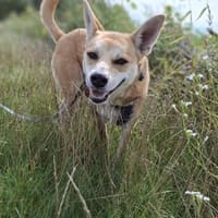 Notfall Arya♥sucht liebevolles Zuhause, Hündin zur Adoption