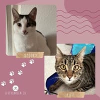 SOS - Kater Piff und Spooky suchen Dich, Kater zur Adoption