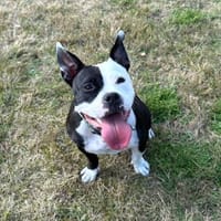 PERLA- VOLLER LEBENSFREUDE, Hündin zur Adoption