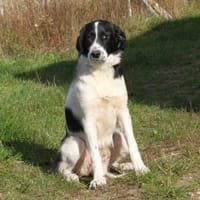 Lucy - wo darf ich glücklich sein?, Hündin zur Adoption