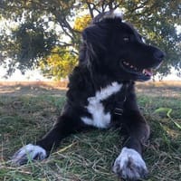 Roxy sucht ihre Familie, Hündin zur Adoption