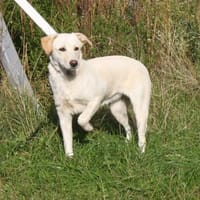 Lotta - liebevolles Körbchen gesucht, Hündin zur Adoption