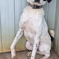 Doki sucht sein Körbchen, Hund zur Adoption