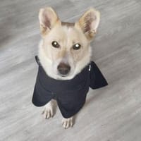 SOS - HERMES verliert sein Zuhause ‼‼, Hund zur Adoption