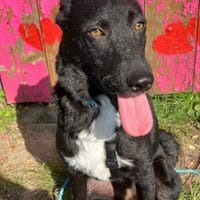 Elsie 💗 wartet in 09648 Mittweida, Hündin zur Adoption