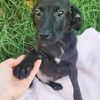 Lucuis ❤so süß, Hund zur Adoption
