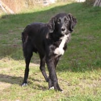 Lilly - Familienglück gesucht, Hündin zur Adoption
