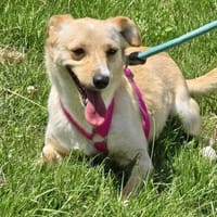 LIDI ist sanft vorsichtig + wunderbar ♥, Hündin zur Adoption