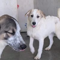 Die süße Hündin Rikke sucht Dich! 🐾, Hündin zur Adoption