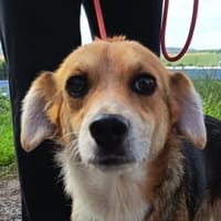 MIKA wuenscht sich ein Zuhause, Hündin zur Adoption