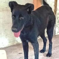 Liebenswerter Bosco sucht Familie, Hund zur Adoption