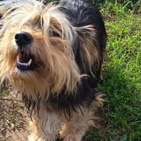 Missy sucht Faamilienanhang, Hündin zur Adoption
