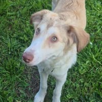 Alva sucht ihr Zuhause, Hündin zur Adoption